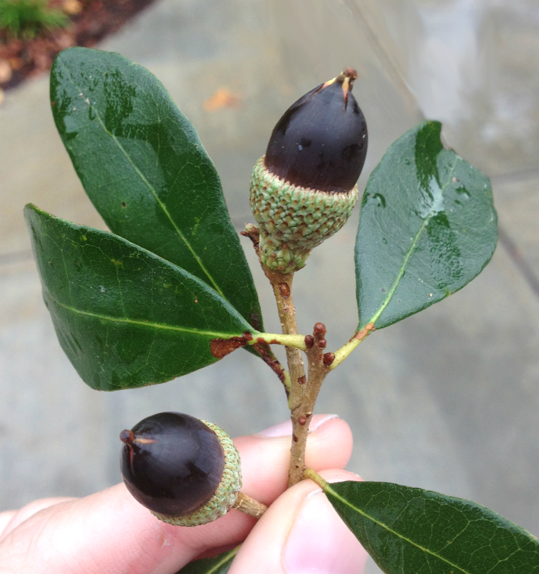 live oak acorn